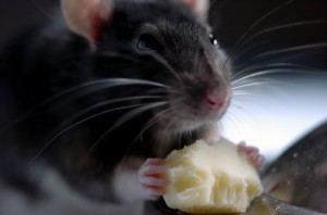 rat eating cheese
